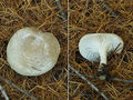 Hygrophorus agathosmus